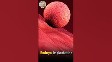Embryo Implantation