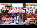 ＜VR180 3D＞兵庫県伊丹市 荒牧バラ公園 Part-Ⅱ 2023.5.20【ゴーグル必須・立体視】