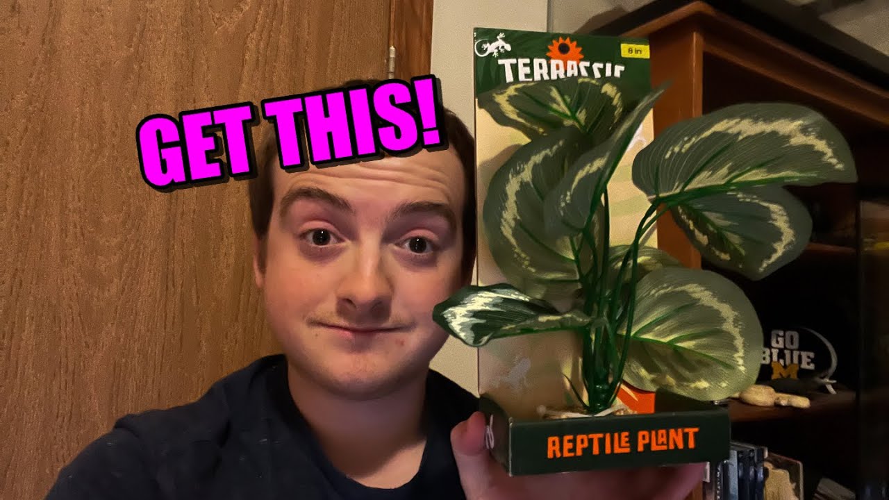 Best Reptile Supplies To Get At YOUR Pet Store! - YouTube
