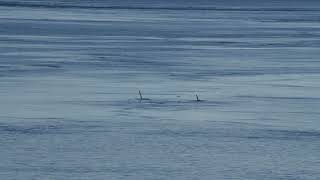 T049A2   T065A5 in Active Pass. November 7, 2025.