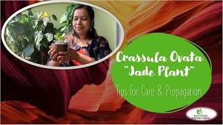 Crassula Ovata Jade Plant-Care & Propagate       succulent jadeplant crassulaovata