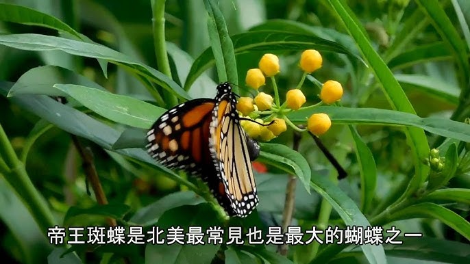 蝴蝶食草蜜源植物 馬利筋 Youtube 蝴蝶食草蜜源植物 馬利筋 Youtube