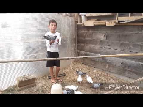 Vidéo: Comment Apprivoiser Les Pigeons