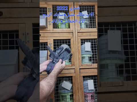 شذري عمار الوكيل مالك مثيل سابك الريح الخفاش ارناك بنت العلم