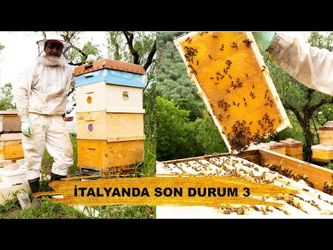 İTALYAN ARIDA SON DURUM 3 | İTALYAN ARISI BAL YAPAR MI ? | Karpat arısında Son durum