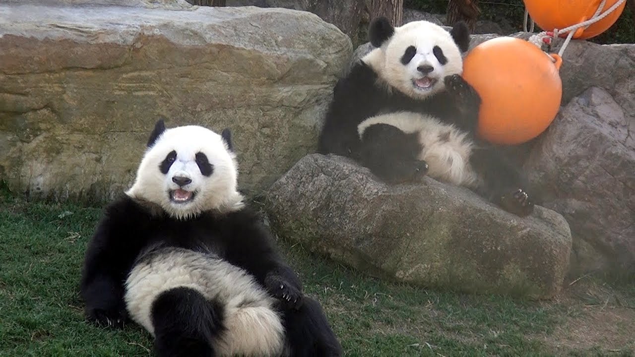一緒に動くｗ 1歳1ヶ月 桜浜 桃浜 ミルク レクチャータイム ふたごパンダ Giant Panda Ouhin Touhin Milk Lecture Time Youtube