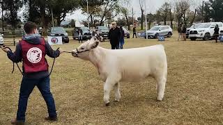 SHORTHORN HEMBRAS A BOZAL TERNERA MENOR