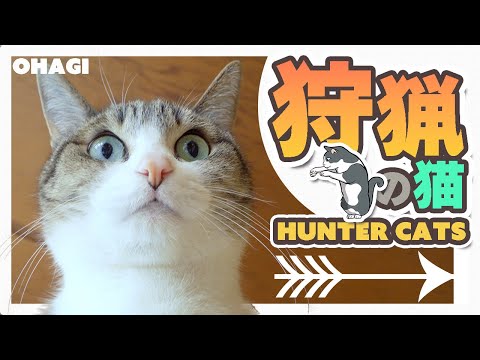 狩猟の猫
