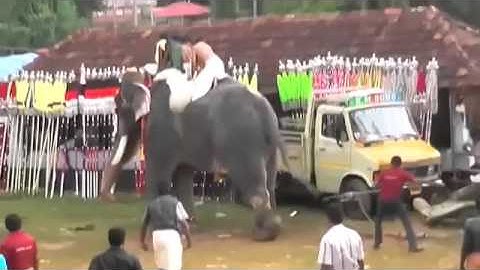 Killer elephant goes berserk, trampling Indians at Kerala festival