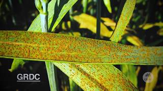 Protecting cereal crops against rust diseases