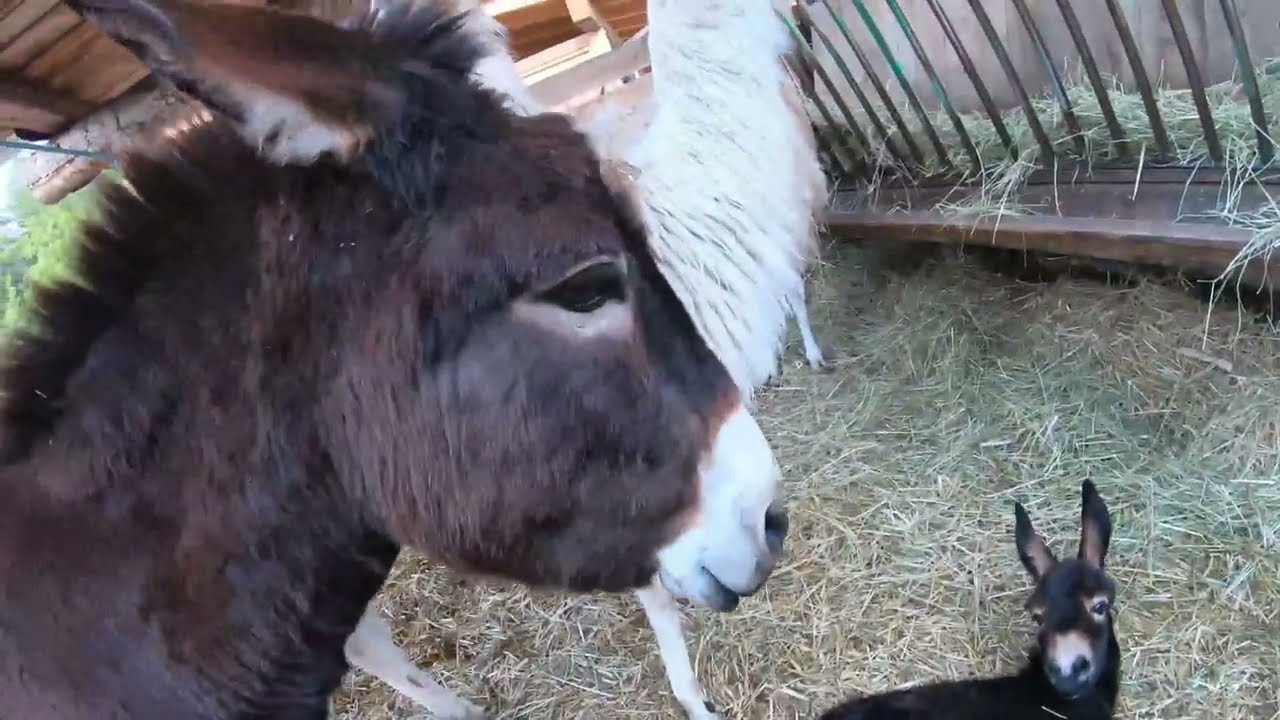 Maissaat | Erster Schnitt | Bagger