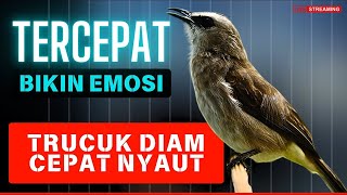 Trucukan Tarung Ropel Panjang  Pancingan Trucukan Agar Bunyi Jadikan Burung Trucuk Gacor Emosi