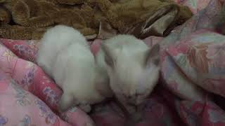 Elinga Tonkinese Cattery - kittens are preparing for a nap by 🍀lt 🏖 58 views 4 years ago 1 minute, 8 seconds