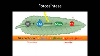Ciências 6º ano- Aula 3 parte III. Fotossíntese
