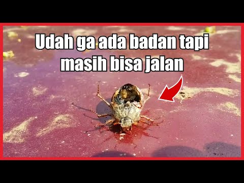 Video: Identifikasi Kumbang Gelap: Pelajari Tentang Kontrol Kumbang Gelap
