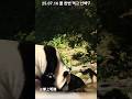 25.07.16 아침에 물 한번 마시고 산책도 한 푸바오💕🌿👍🧊#푸바오 #fubao #savefubao