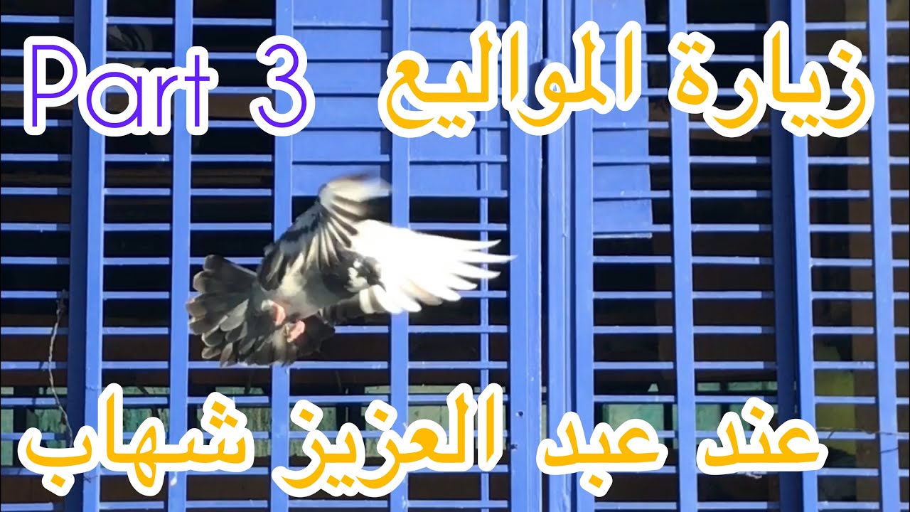 حمام مراكش🕊#زيارة_مولوع /🔬طريقته في تأسيس حمام مراكش“الفردي واحد باهم واحد ولكن لحمامات لا”