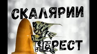 Как подготовить скалярий к нересту?