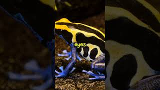 For Kids | Fun Facts About Frogs #shorts  #cuteanimals