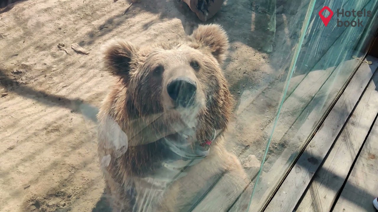 Зоопарк Almaty ZOO (Алматинский зоопарк) 2021. Казахстан. - YouTube