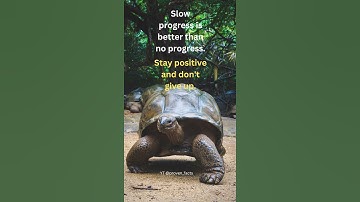 Thumbnail of Embracing the Journey: The Power of Slow Progress and Positive Mindset