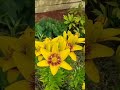 Крайний Север. Монохромные цветники.