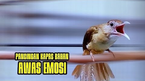 Kapas Tembak Gacor Ngebren Fighter-Efektif Jadikan pancingan