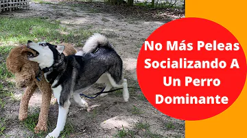 ¿Cómo calmar a un perro dominante?