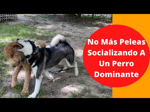 Video: Maneras en que los perros intentan ganar dominio