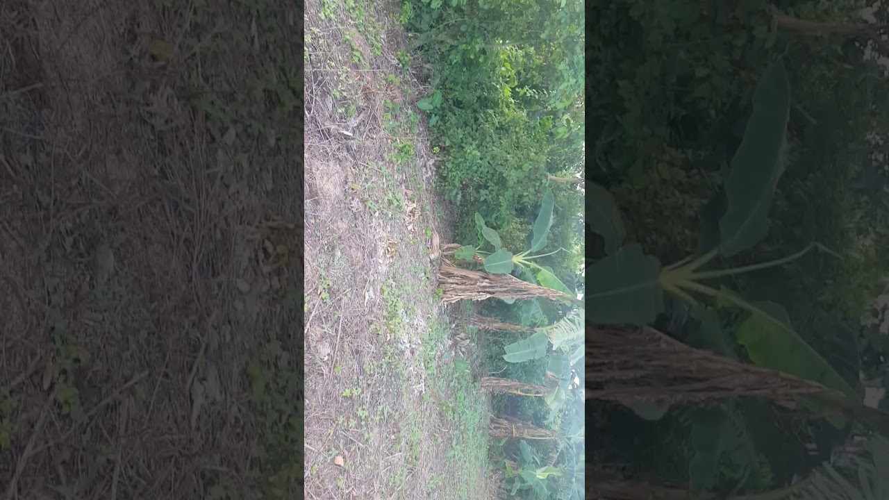 A Plot of Land for Rent