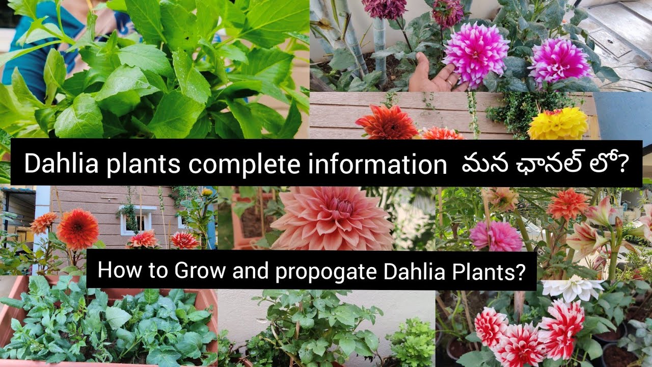 How to grow and propogate Dahlia plants|Telugu లోమొదటి సారిగాcomplete ...