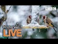 Cute wildlife cams UK 28 Jan 🦊❄️🐿 - BBC Winterwatch