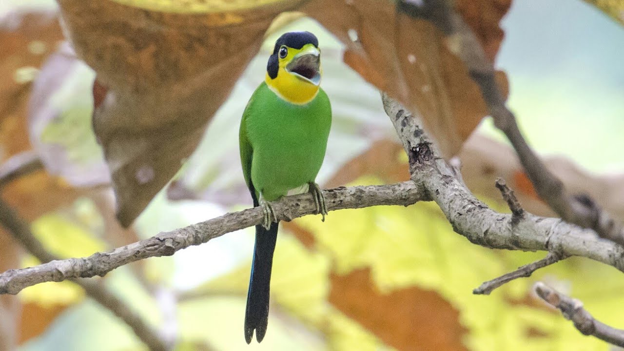 Long-tailed Broadbill. 