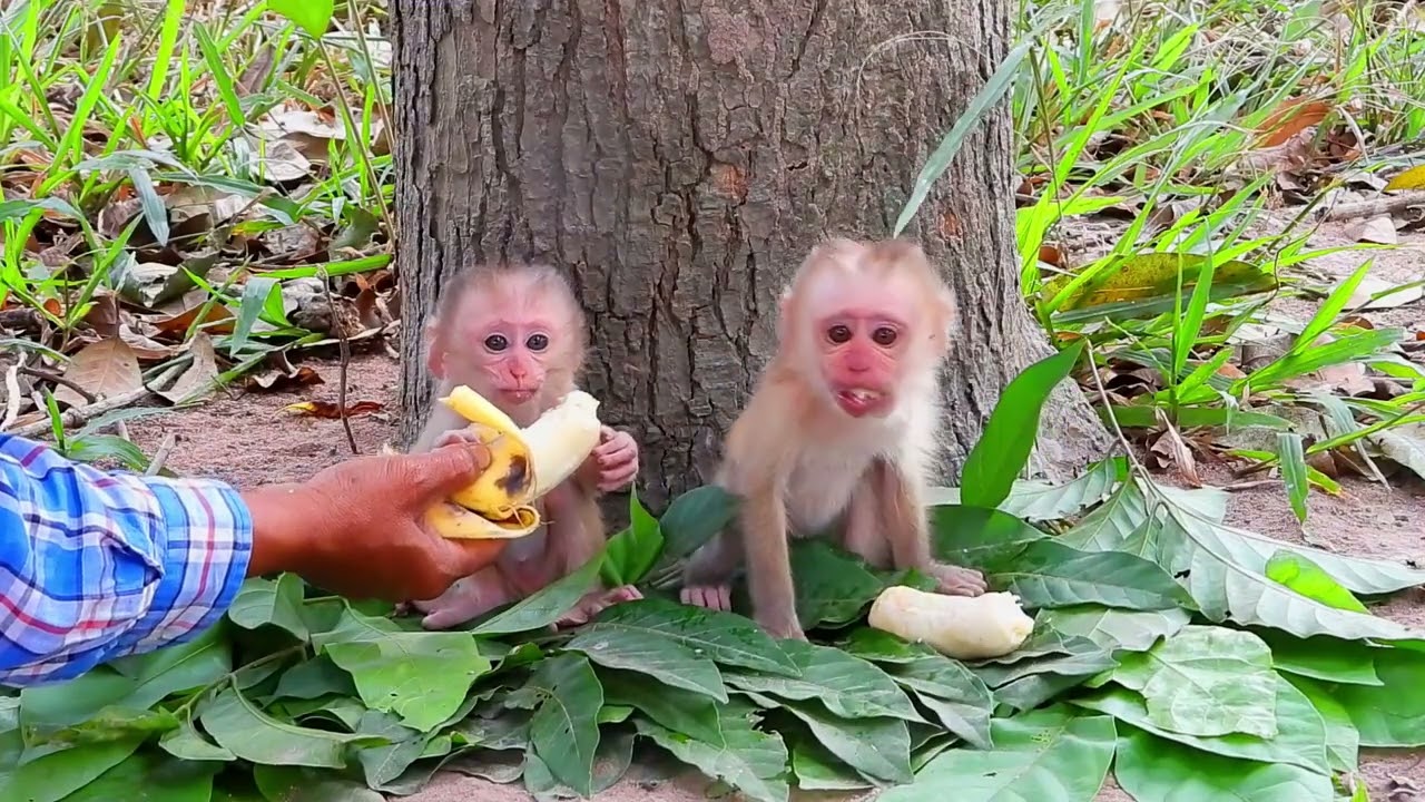 The little monkey sat waiting for his mother under the tree. The mother gave him milk and bananas.