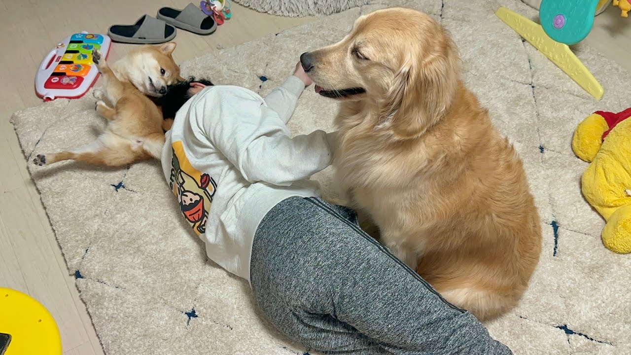 愛情表現がまるで恋人なゴールデンレトリバーと癖が強い愛情表現をして