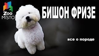 видео Собака Папильон: описание породы, фото, цена щенков, отзывы