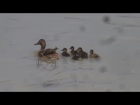 Video: Kolda Pişmiş şenlikli ördek
