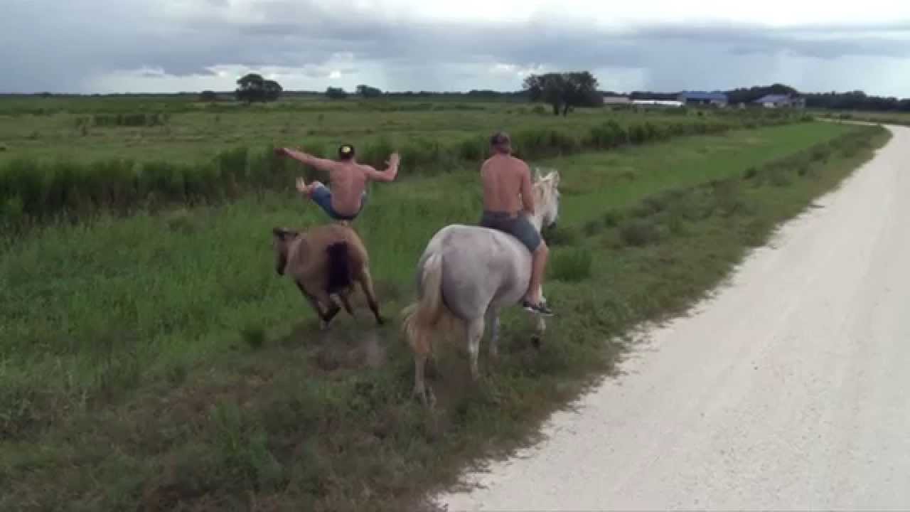 Horse Boarding YouTube