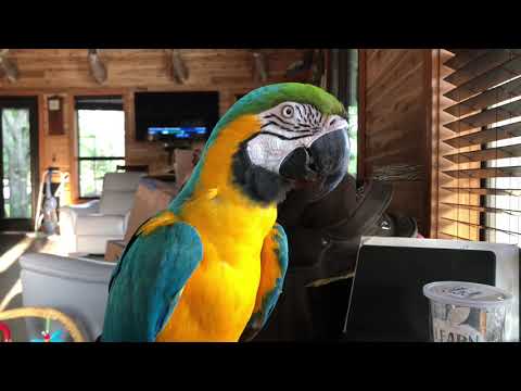 Talking With My Friend The Macaw Parrot