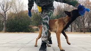 Teach Belgian Malinois Dog To Weave Through Your Legs (2)