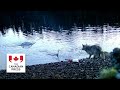 Video captures first evidence of possible tool-use by wolves in B.C.
