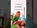 インコちゃんが噛んだ時にしてはいけないこと～三選～What a parakeet should not bite
