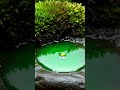 The Blooming Teardrop — Gel Drops → Mini Tree | ASMR Transform #Shorts