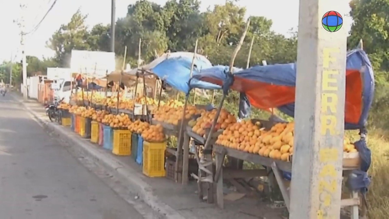 ¡Cinco años de advertencias y nadie actuó! Estados Unidos bloquea el mango dominicano | Despierta RD