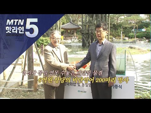 [현장톡톡] 임진각 수놓은 ‘에이스’ 잉어…안유수 회장, 임진각에 비단잉어 기증 / 머니투데이방송 (뉴스)
