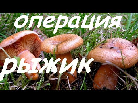Сбор грибов/Выезд за рыжиками 07.10.21 Фроловский район Волгоградской области.