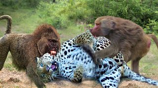 Angry Mother Baboon Tortures Leopard To Save Her Baby - Wonderful Mothers Baboon, Bear
