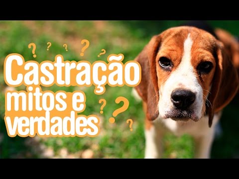 Vídeo: Viagem de cinco estrelas: Conheça os blogueiros de cachorros que viajam como estrelas do rock