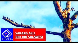 SARANG BURUNG JALAK RIO RIO DI ALAM SULAWESI