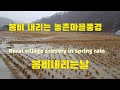봄비 내리는 농촌마을풍경/ 봄비내리는날  Rural village scenery in spring rain